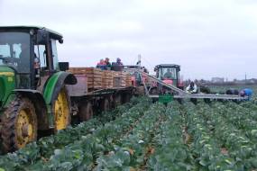 TRANSPORTEURS DE LÉGUMES