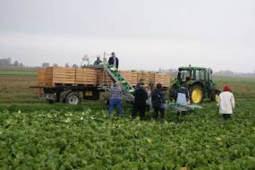 TRANSPORTEURS DE LÉGUMES