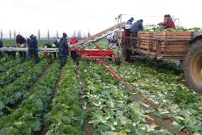 TRANSPORTEURS DE LÉGUMES