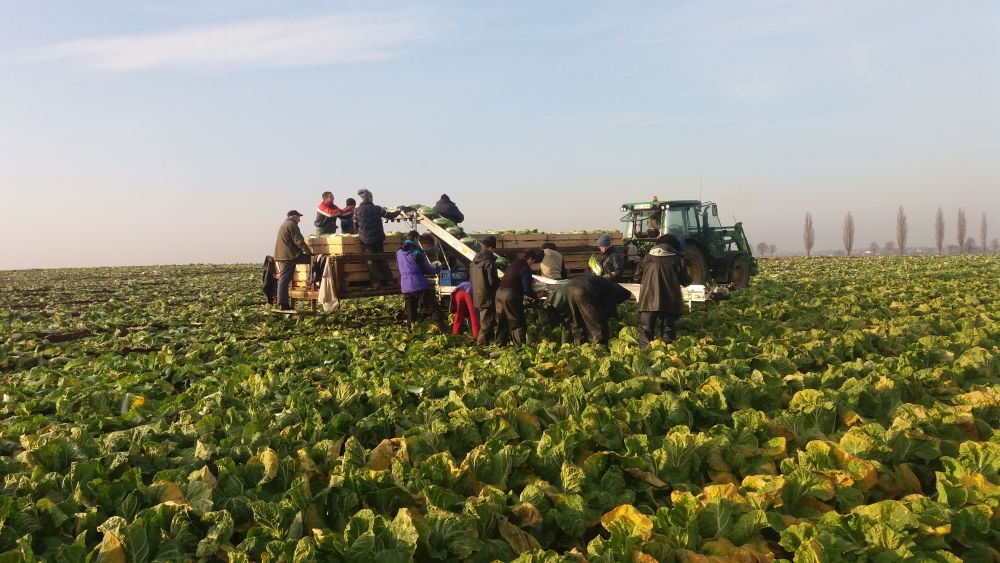 TRANSPORTEURS DE LÉGUMES