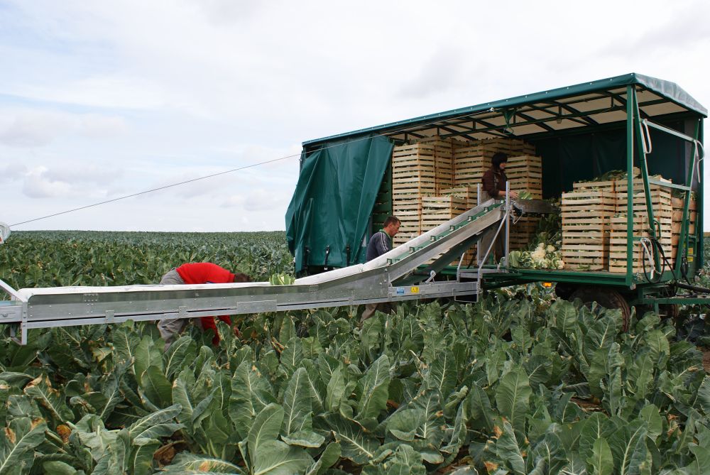 TRANSPORTEURS DE LÉGUMES