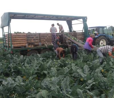 convoyeur pour le chargement des légumes